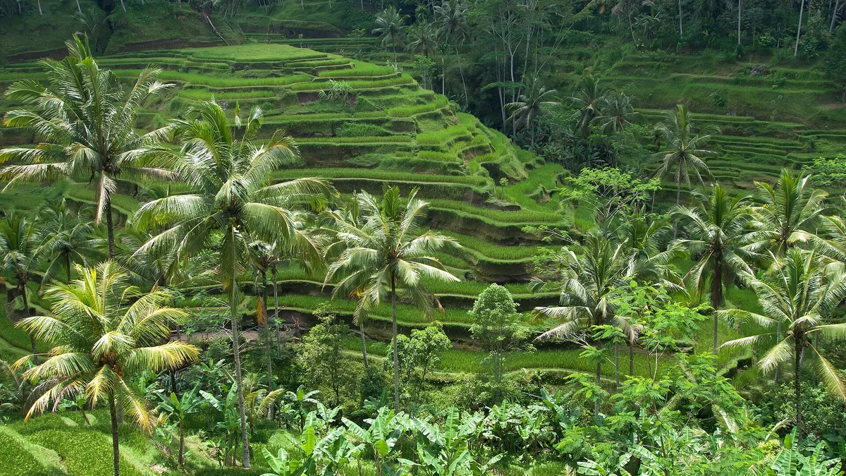 Des rizières en terrasses entourées de palmiers à Bali