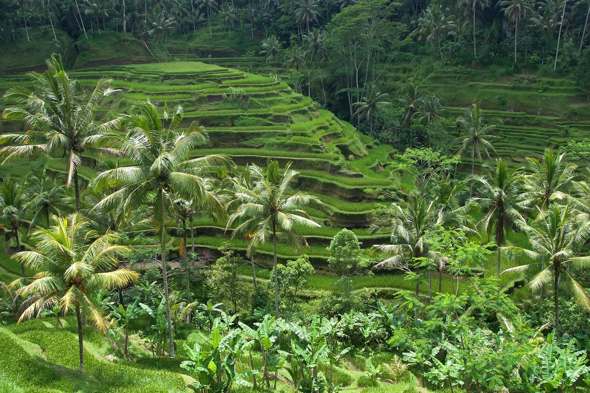 Des rizières en terrasses entourées de palmiers à Bali