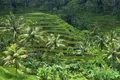 Des rizières en terrasses entourées de palmiers à Bali